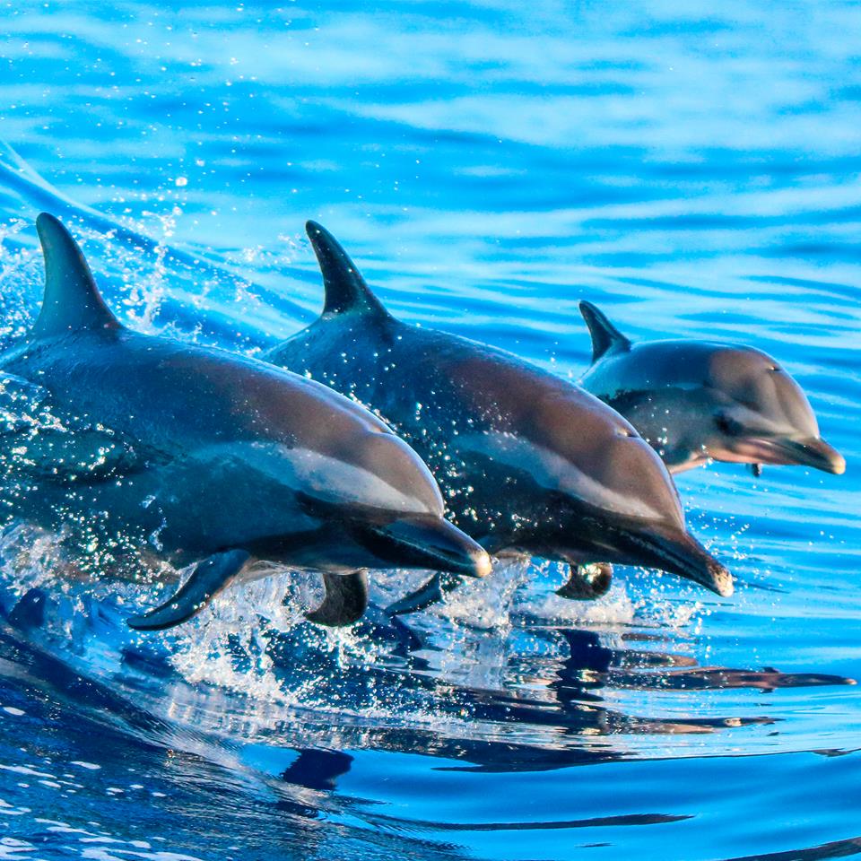 Boating Clean and Green